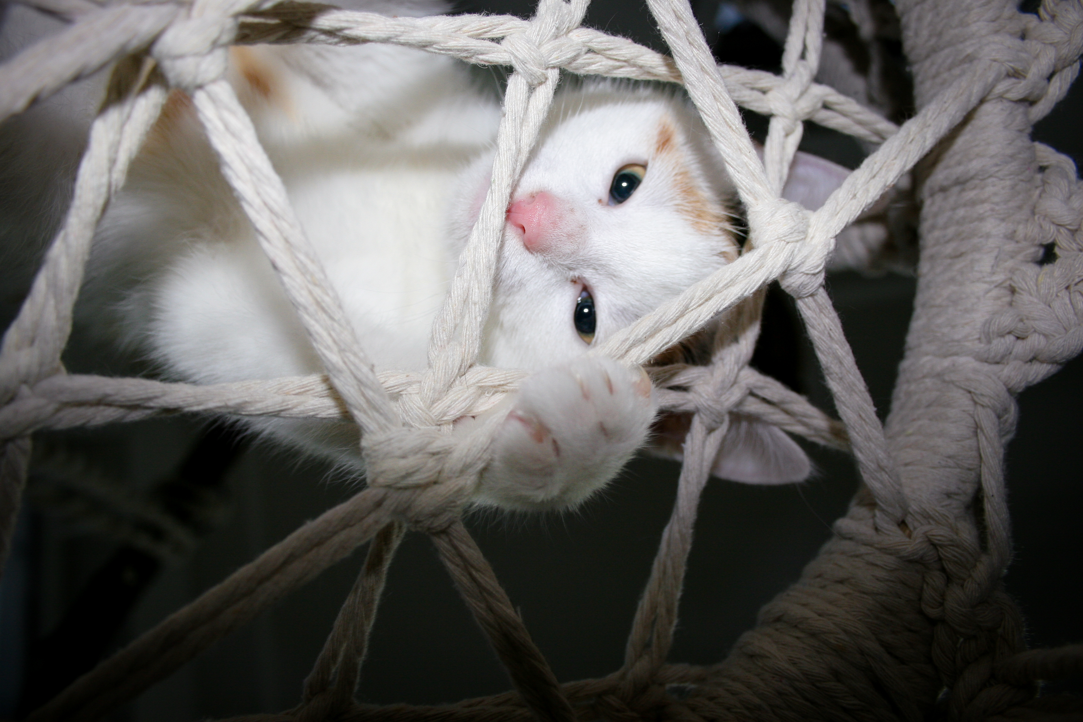 Künstlerische Naturaufnahme mit Kontrast